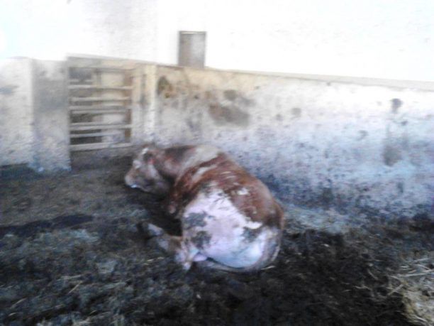 Ηγουμενίτσα: Βρήκαν τα βοοειδή εξαθλιωμένα μέσα στις κοπριές